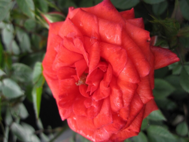 Rosa Shrimp Hit® - Patiorose (Zwergrose) Shrimp Hit® - ist durch ihre kräftig orange-farbenen, halbgefüllten Blüten sehr attraktiv. Sie besitzt keinen Duft. Die Knospen sind sehr klein. Die Blüten haben einen Durchmesser von 5-8 cm.