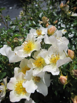Rosa Sonnenröschen® - Minirose Sonnenröschen®  - hat weiße Blüten mit einem leuchtend gelben Auge. Diese Rose ist öfterblühend in den Monaten Juni bis September.