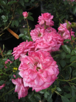 Rosa Sugar Baby® - Zwergrose Sugar Baby® - zeigt kräftig dunkelrosa, gefüllte und edel aussehende Blüten in den Monaten von Juni bis September.
