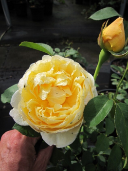 Rosa The Pilgrim - Englische Rose Austin Rose The Pilgrim® Auswalker® - ist in den Monaten von Juni bis September mit doppelt gefüllten, gelben Blüten besetzt, die einen starken Duft verbreiten.