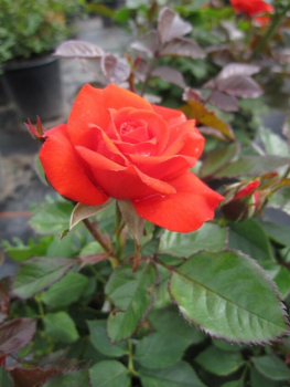 Rosa Top Hit® - Patiorose (Zwergrose) Top Hit® leuchtend lachsrot Duft++ - hat leuchtend lachsrote, kleine, niedliche Blüten mit einem Durchmesser von 3 bis 5 cm.