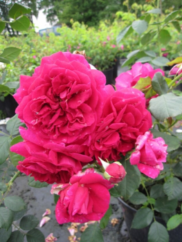 Englische Rose Wenlock® karminrot Duft+++ zeigt von Juni-September karminrote Blüten mit einem intensiven Zitrusduft.