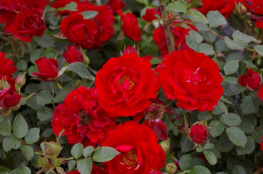 Rosa Zwergkönig 78® - Miniaturrose (Zwergrose) Zwergkönig 78® - hat leuchtend rote Blüten, die besonders regenfest sind.