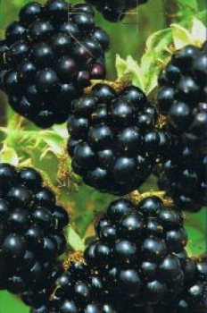 Rubus fruticosus Black Satin ist eine schwarze dornenlose Brombeere.
