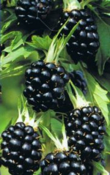 Rubus fruticosus Thornfree ist eine schwarze und große Brombeere, mit einem säuerlichen Aroma.