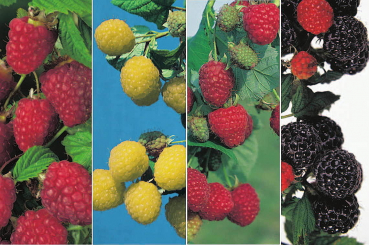 Rubus idaeus Malling Promise (rot), Golden Queen (gelb),  Zefa Herbsternte (rot), Black Jewel (schwarz) bieten Ihnen eine gesunde Geschmacksvielfalt. Die Pflanzen sind pflegeleicht und besonders winterhart.