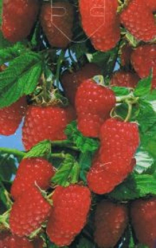 Rubus idaeus Schöneman ist eine rote Himbeere mit süßen und aromatischen Früchten.