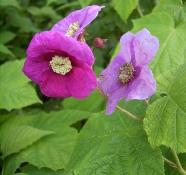 Rubus odoratus - Zimthimbeere - ist ein aufrecht wachsender Strauch mit roten Himbeeren, die ein leichtes Zimtaroma haben.