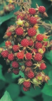 Rubus phoenicolasius Japanische Weinbeere