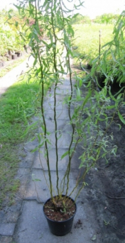Salix matsudana Tortuosa1