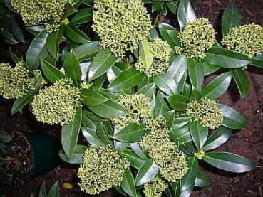 Skimmia japonica Fragrant Cloud - Japanische Skimmie Fragrant Cloud