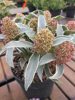 Skimmia mystic marlot