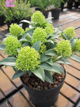 Skimmia japonica White Dwarf - Japanische Skimmie White Dwarf - ist ein immergrüner Strauch mit einem kompakten, buschigen und winterharten Wuchs.