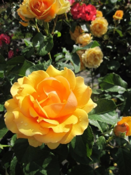 Die Hochstammrose Amber Queen, Rosa Amber Queen, trägt zahlreiche bernsteinfarbene Blüten