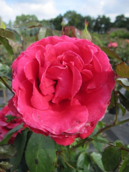 Die Stammrose Carris Harmanna, Rosa Carris Harmanna, trägt leuchtend rote Blüten