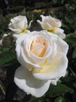Die Hochstammrose Cream Abundance, Rosa Cream Abundance, trägt zahlreiche Blüten