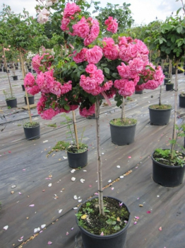 Die Stammrose Palmengarten Frankfurt, Rosa Palmengarten Frankfurt, trägt sehr zahlreiche rosafarbende Blüten