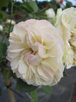 Die Stammrose Pastella, Rosa Pastella, trägt zartrosa und gefüllte Rosenblüten