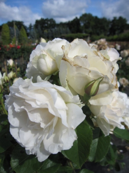 Die Hochstammrose Princess of Wales, Rosa Princess of Wales, trägt reinweiße Blüten
