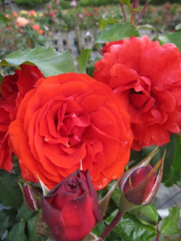 Die Stammrose Remembrance, Rosa Remembrance, trägt duftende Blüten
