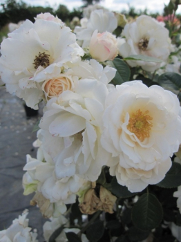 Die Stammrose Sheer Silk, Rosa Sheer Silk, trägt gefüllte weiße Blüten