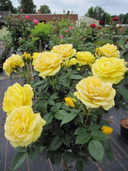 Die Hochstammrose Sun Hit, Rosa Sun Hit, trägt zahlreiche sonnig gelbe Blüten
