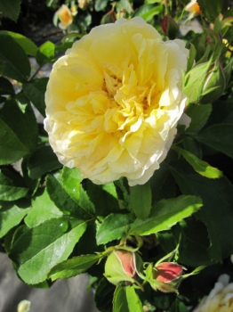 Die Stammrose The Sun and the Heart, Rosa The Sun and the Heart, trägt gelbe Blüten mit einem weißen Saum