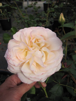 Strauchrose Buff Beauty® - Rosa Buff Beauty® - apricot-gelb - Duft+++ - wächst buschig und aufrecht. Die Winterhärte ist besonders gut.
