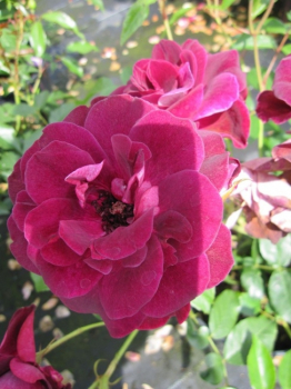 Strauchrose Burgundy Ice® - Rosa Burgundy Ice® - burgunderrot bis purpur - Duft+ - blüht ab Juni mit halbgefüllten, leicht duftenden, burgunderroten bis purpurfarbenen Blüten.