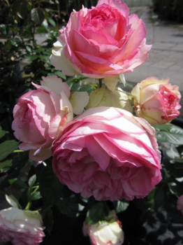 Strauchrose Eden Rose 85® - Rosa Eden Rose 85® - seidenrosa - Duft+ - Meiland-Rose begeistert mit einer zartseidenrosafarbenen Außenseite und einer kräftigeren rosafarbenden Blütenmitte sowie einem leichten Duft.