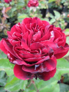 Die öfterblühende und winterharte Strauchrose Empereur du Maroc - Rosa Empereur du Maroc - samtig dunkelrot - Duft+++ - Parkrose bekommt samtige, dunkelrote, stark gefüllte, herrlich duftende Blüten. Der Wuchs ist buschig und aufrecht.