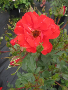 Strauchrose Fiesta Flamenca® -  Rosa Fiesta Flamenca® - rot -  Duft+ - NIRPaysage - ist eine zart duftende, leicht gefüllte, zinnoberrote Rose.