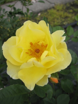 Strauchrose Goldspatz® - Rosa Goldspatz® - hellgelb - Kordes-Rose - ADR-Rose hat einen buschigen, dichten Wuchs. Das Blattwerk ist dunkelgrün und glänzend.