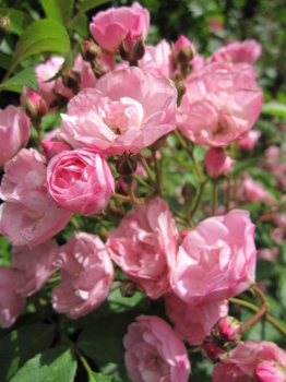 Strauchrose Heavenly Pink® - Rosa Heavenly Pink® - rosa - Duft+ - Moschata-Rose ist eine reichblühende Rose mit vielen, kleinen, gefüllten, zart duftenden Blüten.