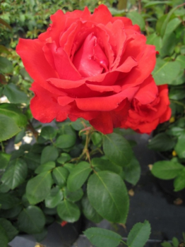 Strauchrose Kordes Brillant® - Rosa Kordes Brillant® - orange-rot - Kordes-Rose bekommt von Juni bis Oktober leuchtende, orange-rote, halbgefüllte, becherförmige Blüten.
