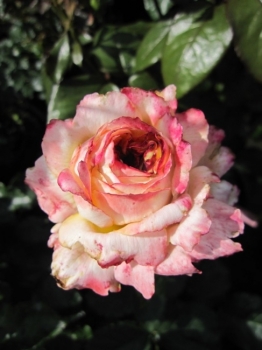 Strauchrose Maui® - Rosa Maui® - apricot-weiß - Duft+ zeigt in den Monaten von Juni bis September apricot-weiße, zart duftende Blüten.