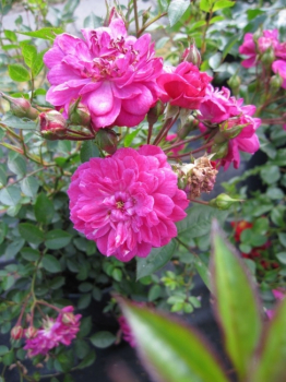Strauchrose Purple Rain® - Rosa Purple Rain® - purpur-violett - Duft+ - Kordes-Rose blüht von Juni bis September mit kräftigen purpur-violetten, schwach duftenden, gefüllten Blüten.