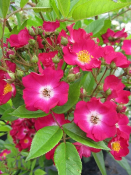 Strauchrose Red Ballerina® - Rosa Red Ballerina® - hellrot - Harkness-Rose zeigt von Juni bis September einfache, hellrote Blüten, die eine weiße Mitte aufweisen.