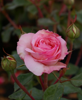 Strauchrose Bremer Stadtmusikanten® - Rosa Bremer Stadmusikanten® - creme-rosa - Duft++ - Kordes-Rose - Märchenrose steht gerne an luftigen, sonnigen Standorten. Dort wächst diese Rose wunderschön buschig, dicht und aufrecht.