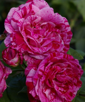 Strauchrose Ferdinand Pichard® - Rosa Ferdinand Pichard® - dunkelrosa marmoriert - Duft+++ - Historische Rose - Malerrose begeistert mit dunkelrosa marmorierten, kugelig gefüllten, intensiv duftenden Blüten.