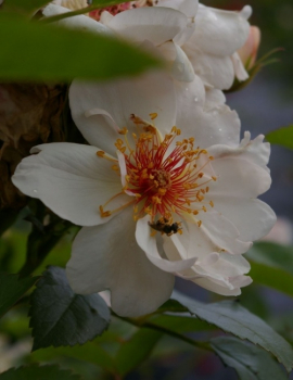 Strauchrose Jacqueline du Pré® - Rosa Jacqueline du Pré - weiß-zartrosa - Duft+ - Harkness-Rose blüht von Juni bis September mit weißen Blüten, die im Aufblühen noch einen rosafarbenen Hauch besitzen.