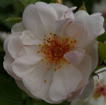 Strauchrose Jacqueline du Pré® - Rosa Jacqueline du Pré - weiß-zartrosa - Duft+ - Harkness-Rose hat einen besonders winterharten, buschigen und kompakten Wuchs. Der Standort sollte halbschattig bwz. sonnig sein.