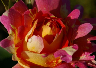 Die Strauchrose Rose des Cisterciens® - Rosa Rose des Cisterciens® - gelb-orange-rosa - Duft++ - Malerrose - Delbard-Rose wächst buschig und aufrecht.