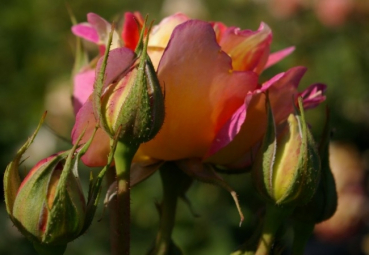 Die Strauchrose Rose des Cisterciens® - Rosa Rose des Cisterciens® - gelb-orange-rosa - Duft++ - Malerrose - Delbard-Rose steht bevorzugt an luftigen und sonnigen Standorten.
