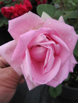 Strauchrose Conrad Ferdinand Meyer® - Rosa rugosa Conrad Ferdinand Meyer® - porzellanrosa - Historische Rose blüht von Juni bis Oktober mit porzellanrosafarbigen, gefüllten Blüten, die schön duften.