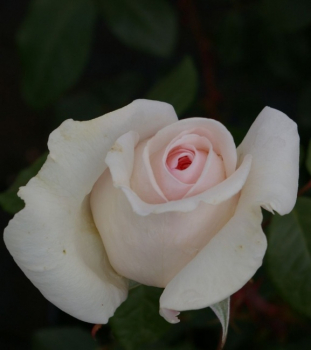 Strauchrose Schloß Ippenburg® - Rosa Schloß Ippenburg - cremerosa bis lachsrosa - Duft+++ - Märchenrose - Meilland-Rose blüht mit cremerosa bis lachsrosafarbenen, gefüllten Blüten, die einen leichten Duft verbreiten.