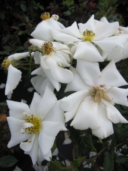 Die winterharte Strauchrose White Haze® - Rosa White Haze® - weiß - Duft+++ - Tantau-Rose - ADR-Rose wächst buschig und aufrecht.