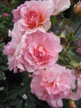 Strauchrose Rosario® - Rosa Rosario® - reinrosa - Duft+++ - Tantau-Rose bevorzugt halbschattige bzw. sonnige Standorte.