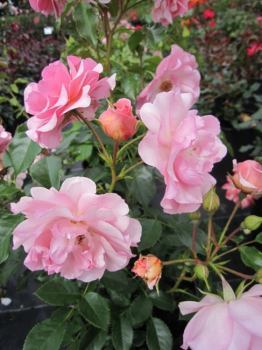 Die winterharte Strauchrose Rosario® - Rosa Rosario® - reinrosa - Duft+++ - Tantau-Rose wächst buschig,