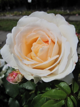 Die Strauchrose Schloß Eutin® - Rosa Schloß Eutin® - apricot-weiß - Duft+ - Märchenrose - Kordes-Rose steht bevorzugt an sonnigen Standorten.